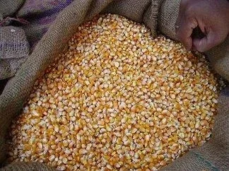 Кукурудза 1100 т на продаж - фото № 1