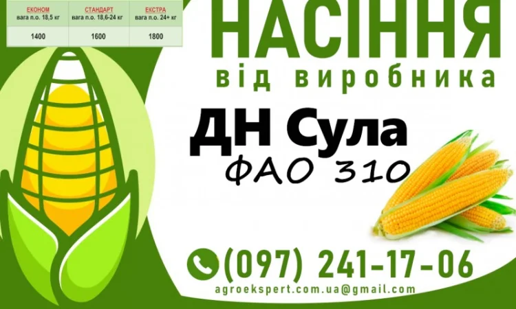 Продаж насіння кукурудзи ДН Сула (ФАО 310) 2025 року - фото № 1