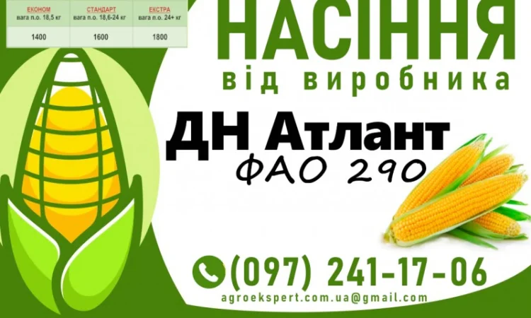 Продаж насіння кукурудзи ДН Атлант (ФАО 290) - фото № 1