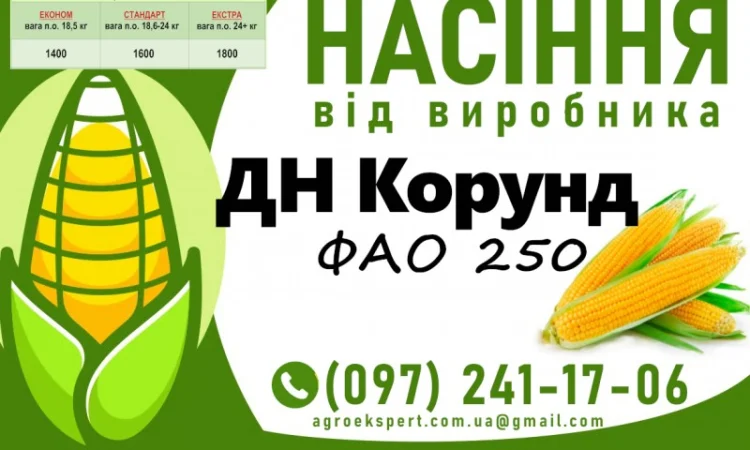 Продаж насіння кукурудзи ДН Корунд (ФАО 250) - фото № 1