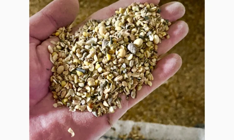 Закупка отходов кукурузы 3 категории - фото № 1