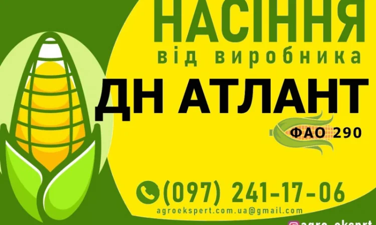 Насіння кукурудзи ДН АТЛАНТ (ФАО 290) від виробника - фото № 1