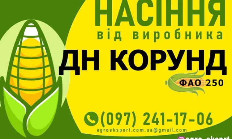 Гібрид кукурудзи ДН Корунд (ФАО 250) від виробника - фото № 1