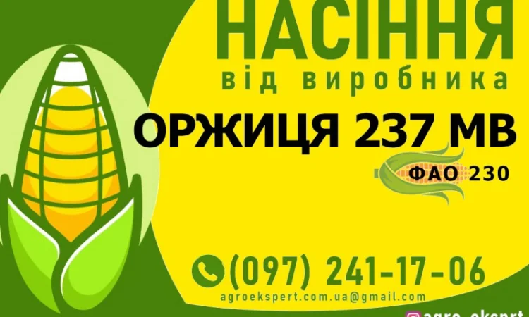 Гібрид кукурудзи Оржиця 237 МВ (ФАО 230) від виробника - фото № 1