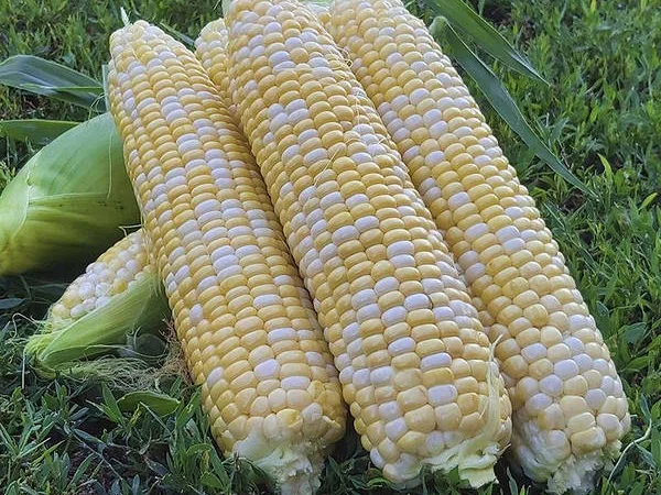 Солодка кукурудза на продаж - фото № 2