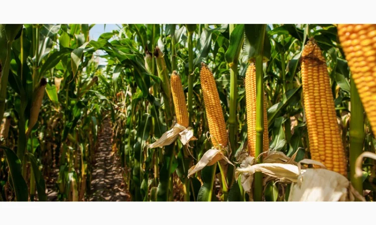 Покупка кременистой кукурузы - фото № 1