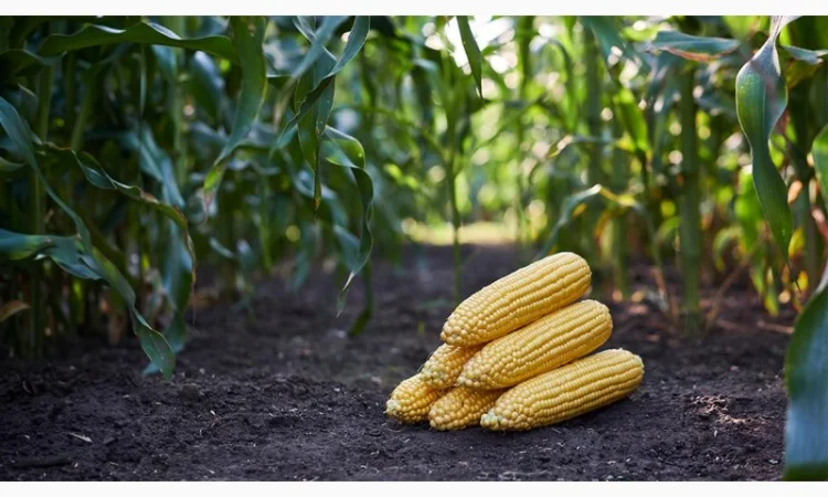 Кукурудза на закупівлю - фото № 1