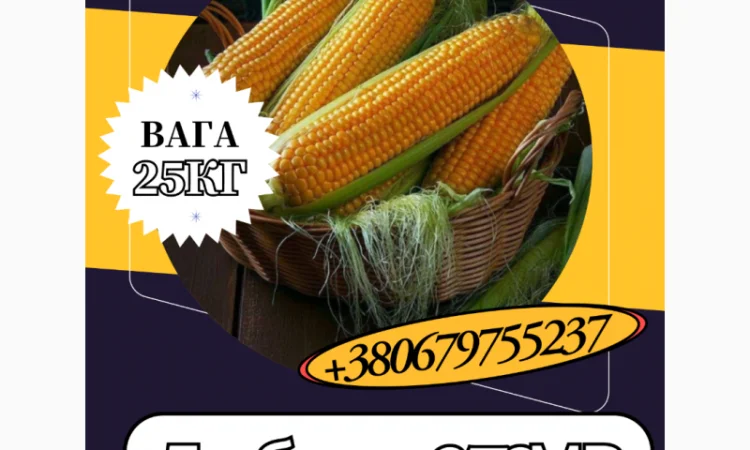 Продажа Насіння кормової Кукурудзи Любава 279МВ 25 кг - фото № 1