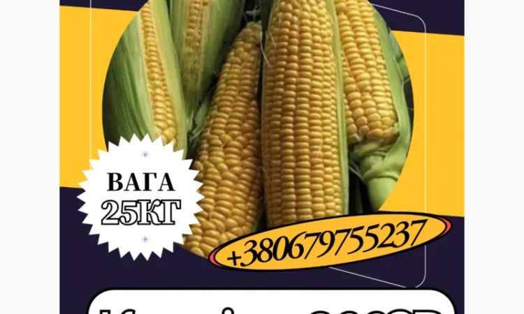 Продаж насіння Кукурудзи Кремінь 200СВ 25 кг - фото № 1