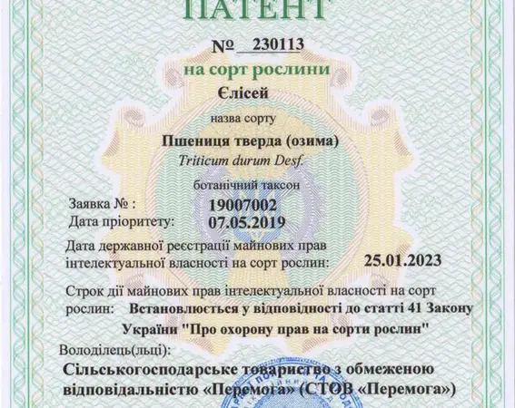 Насіння озимої твердої пшениці Єлісей - фото № 4