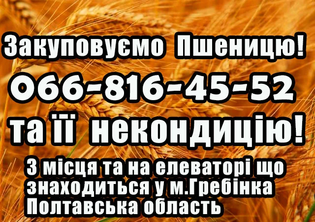Покупка пшеницы 2,3,4 класса - фото № 1