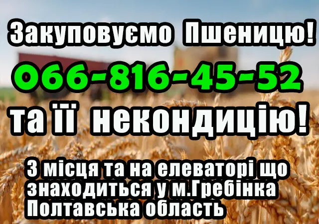 Закупка пшеницы 2, 3, 4 класса в Полтаве - фото № 1