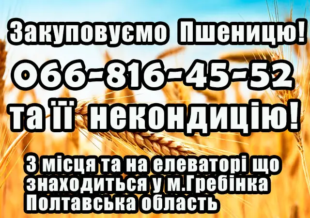 Закупка пшеницы 2, 3, 4 класса - фото № 1
