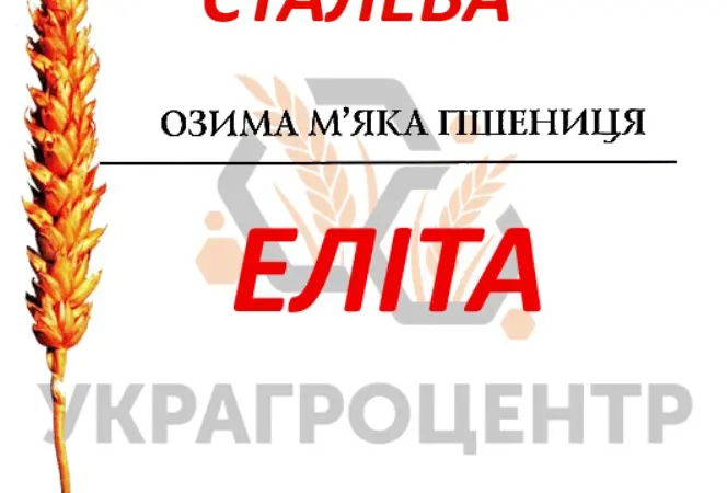 Продаж насіння озимої пшениці Сталева Еліта 2025 року - фото № 1