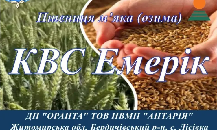 Насіння озимої пшениці КВС Емерік - високоврожайний сорт - фото № 1