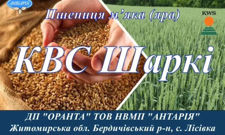 Насіння ярої пшениці КВС Шаркі - фото № 1