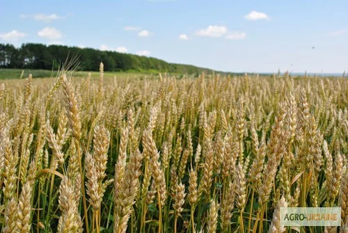 Насіння озимої пшениці для продажу - фото № 1