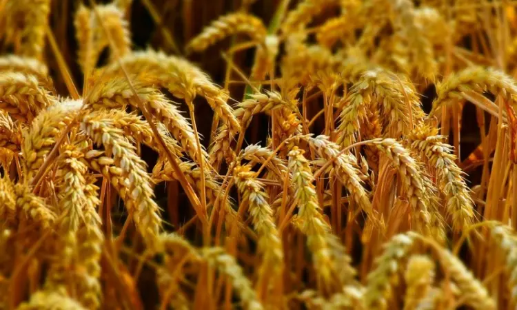Елітні насіння канадської пшениці на продаж - фото № 5