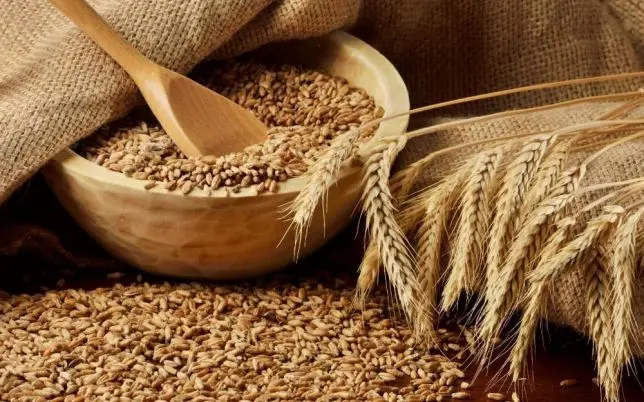 Елітні насіння канадської пшениці на продаж - фото № 7