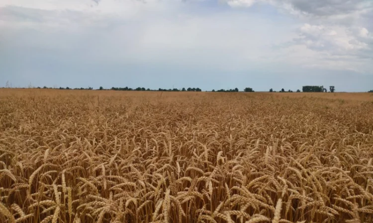 Пшениця фураж на продаж - фото № 1