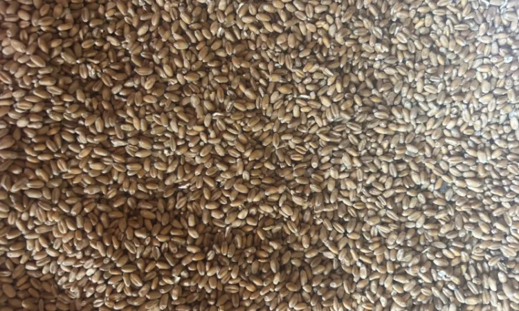 Продаж насіння ранньої пшениці Ріно - фото № 1