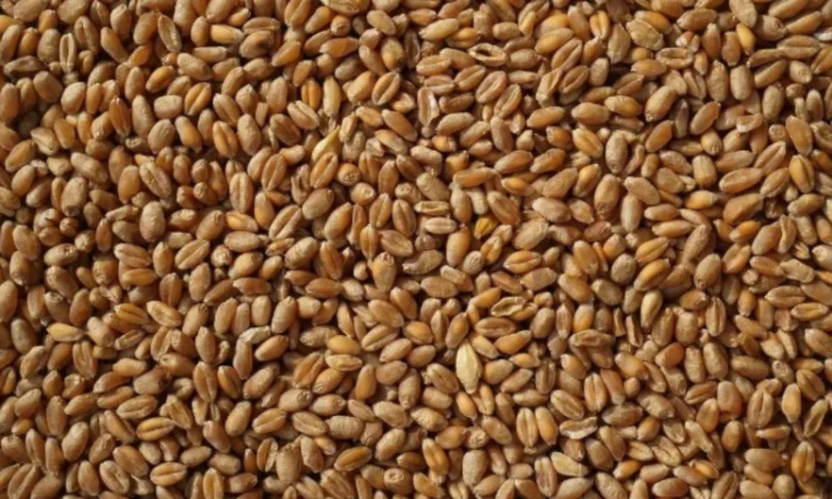 Пшениця 4 класу 300 тонн на продаж - фото № 1