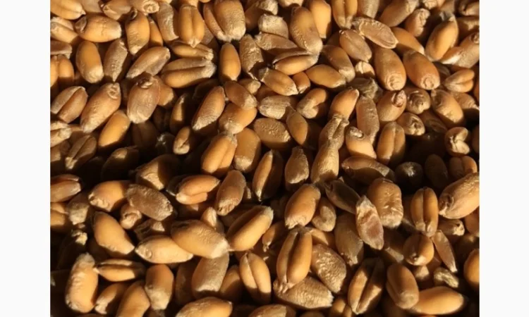 Пшениця Петрос DSV на продаж - фото № 1