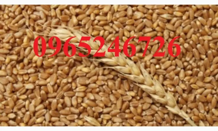 Продается озимая пшеница 2.5 тонны, без химических добавок - фото № 1