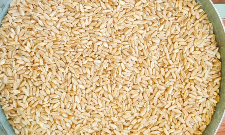 Насіння озимої твердої пшениці Крейсер, перша репродукція - фото № 1