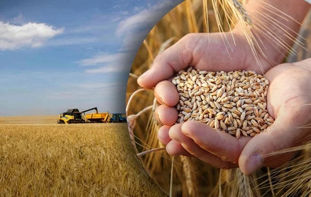 Покупка некондиції та відходів сільськогосподарських культур - фото № 1