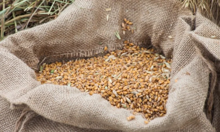 Закупівля зернових відходів та некондиційної агропродукції - фото № 1