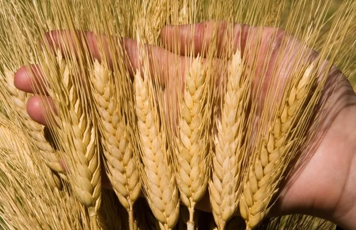 Закуповуємо некондицію та зерновідходи - фото № 1