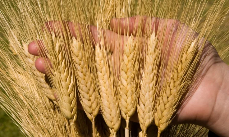 Покупка некондиції с.г. культур - фото № 1