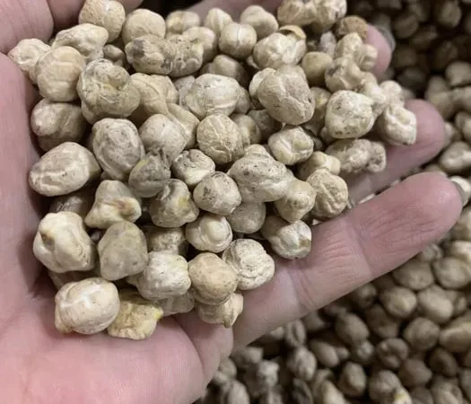 Нут , турецький горох - фото № 1