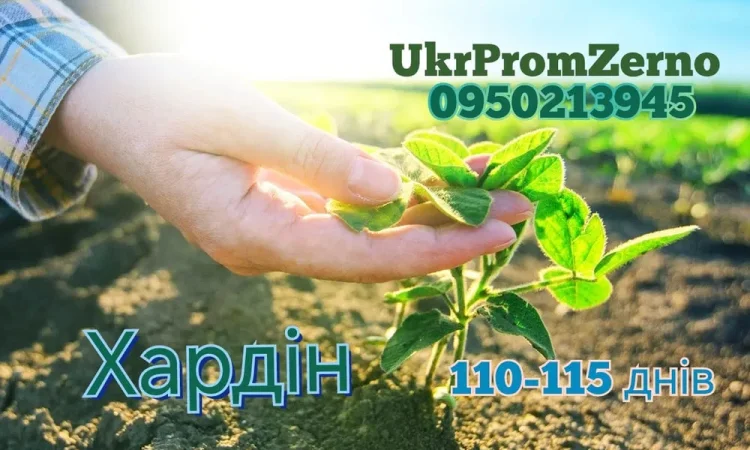 Посевная соя на посів - фото № 1