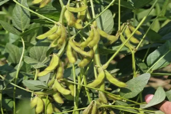 Посівна соя - фото № 1