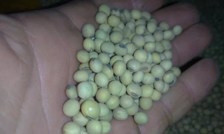 Соя Канадський сорт "Венус" посівна - фото № 1