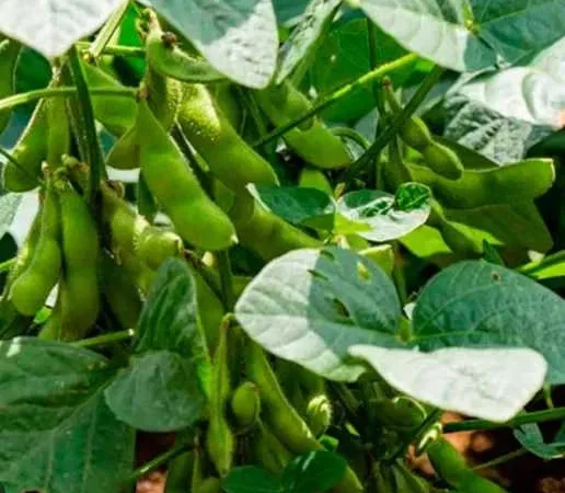 Продам сою на посів гмо (під раундап) Аполло - фото № 1