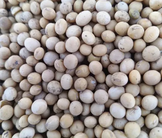 Соя АББІ продам на посів - фото № 1