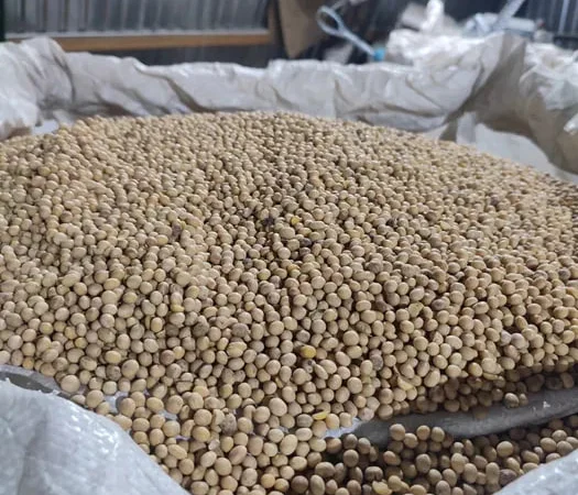 Соя ОЛДХЕМ 2025 року посівна - фото № 1