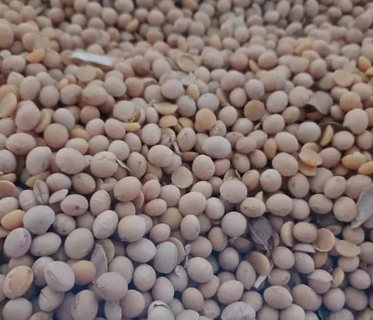 Продам сою сорт"Абі" під раундап і пшеницю 4-клас - фото № 1