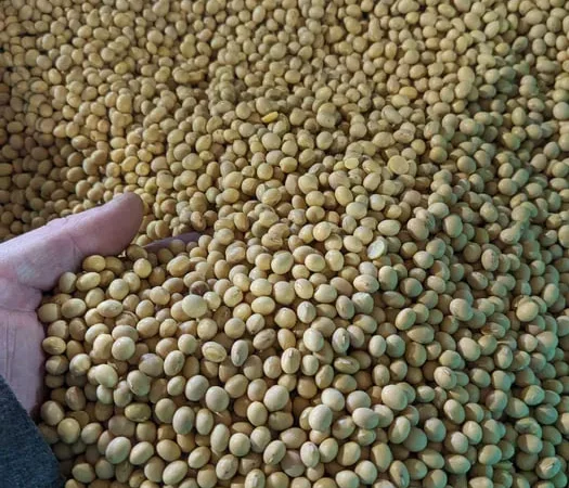 Продам посівну сою класичного сорту АПОЛЛІНА - фото № 1