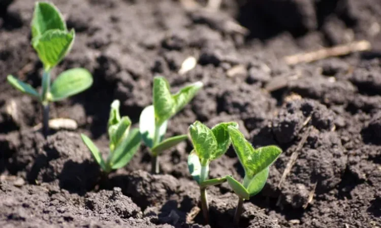 Насіння сої S0009-M2 на посів - фото № 1