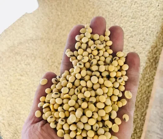 Соя рання на посів, Пшениця очищена на муку - фото № 1