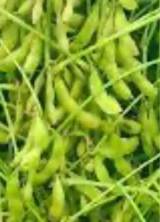 Соя супер рання махоня під раундап . - фото № 1