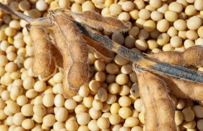 Куплю сою оптом - фото № 1