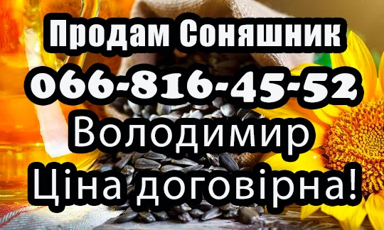 Продам Соняшник - фото № 1
