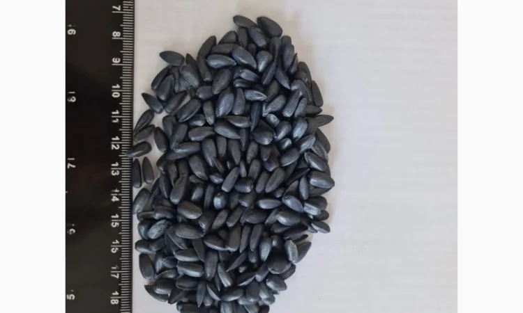 Насіння соняшнику НС Таурус (гібрид стійкий до Євро- Лайтінгу - фото № 1