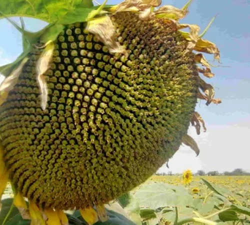 Насіння соняшнику НС Х 8005 (гібрид стійкий до гранстару - фото № 1
