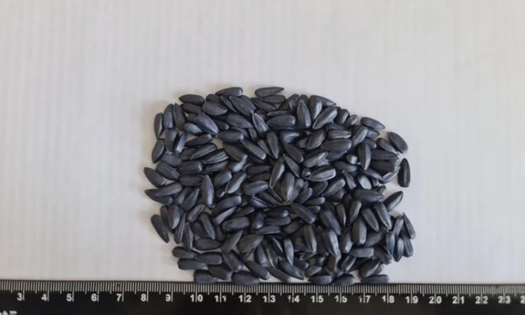 Насіння соняшнику НС Х 8002 (гібрид стійкий до гранстару - фото № 2